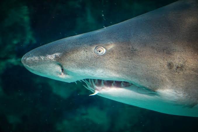 Les dents des requins