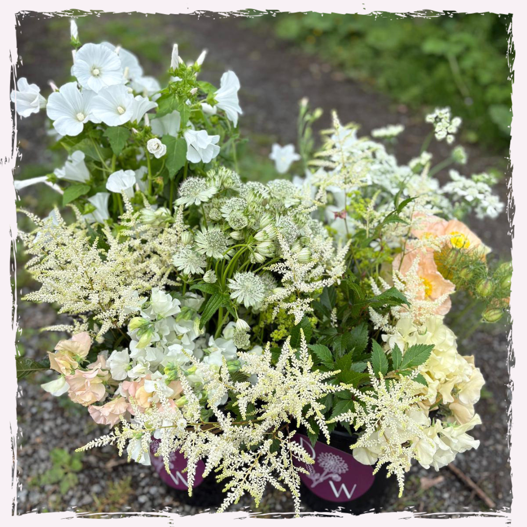 Lavatera, astilbe, sweet peas, astrantia, nigella and iceland poppies
