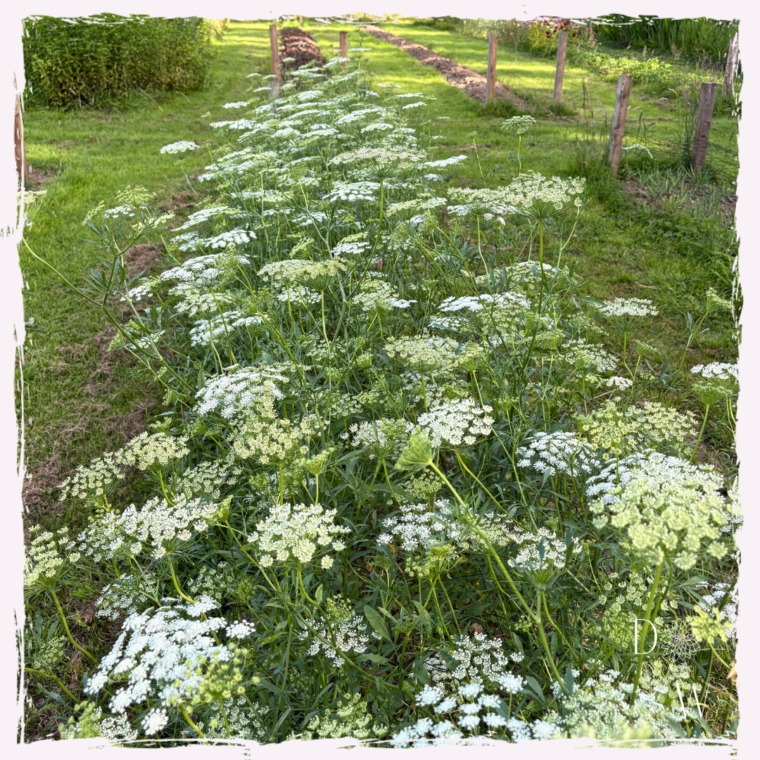 Ammi majus