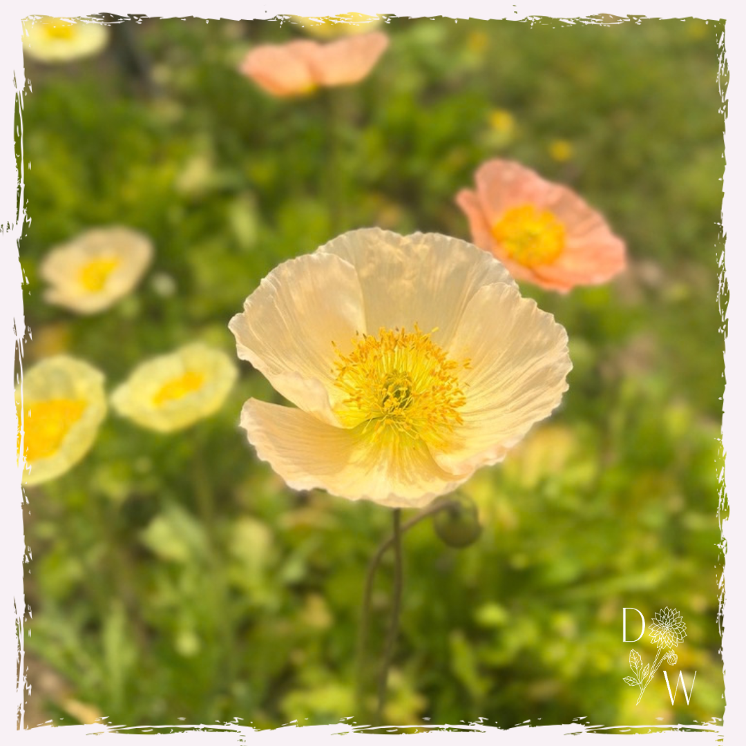 Iceland poppy seed UK delivery