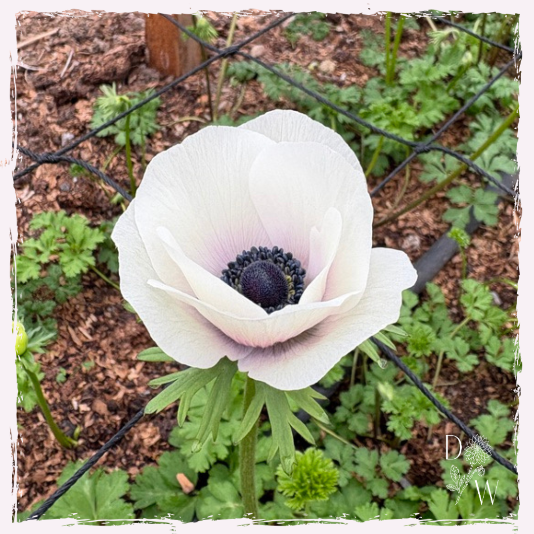 Anemone 'bianco'