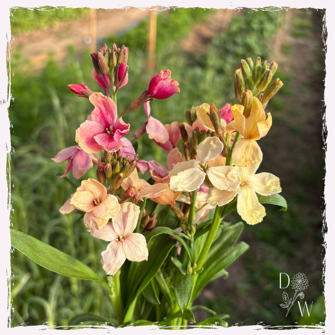 Erysimum (wallflower) TDW saved seed