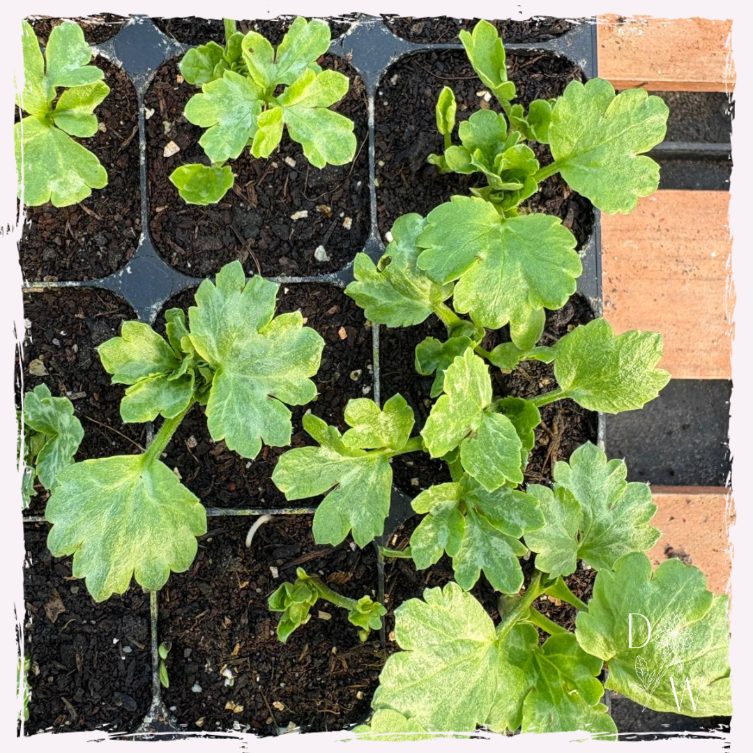Ranunculus plants rooted postal