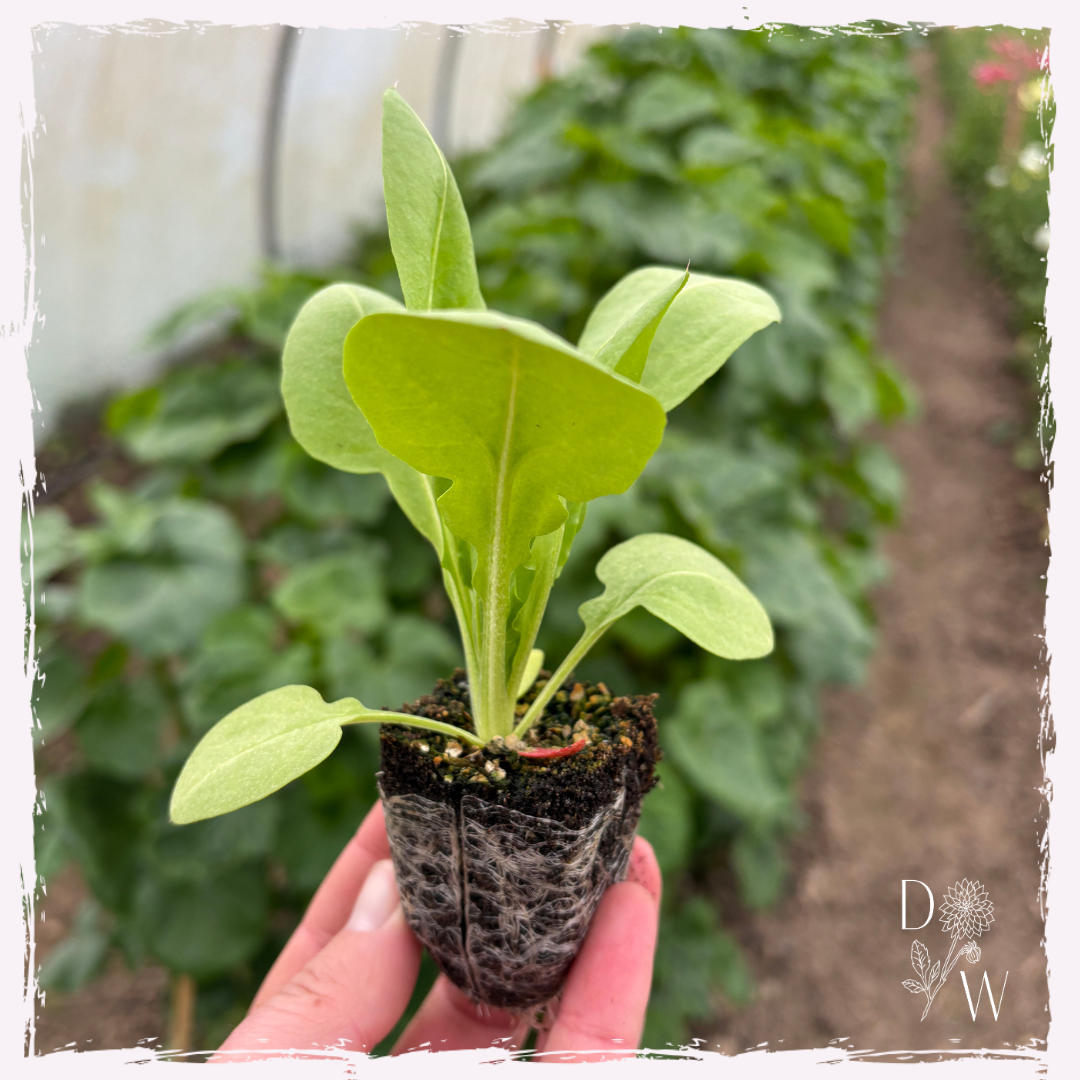 Statice pink poker plug plants uk delivery