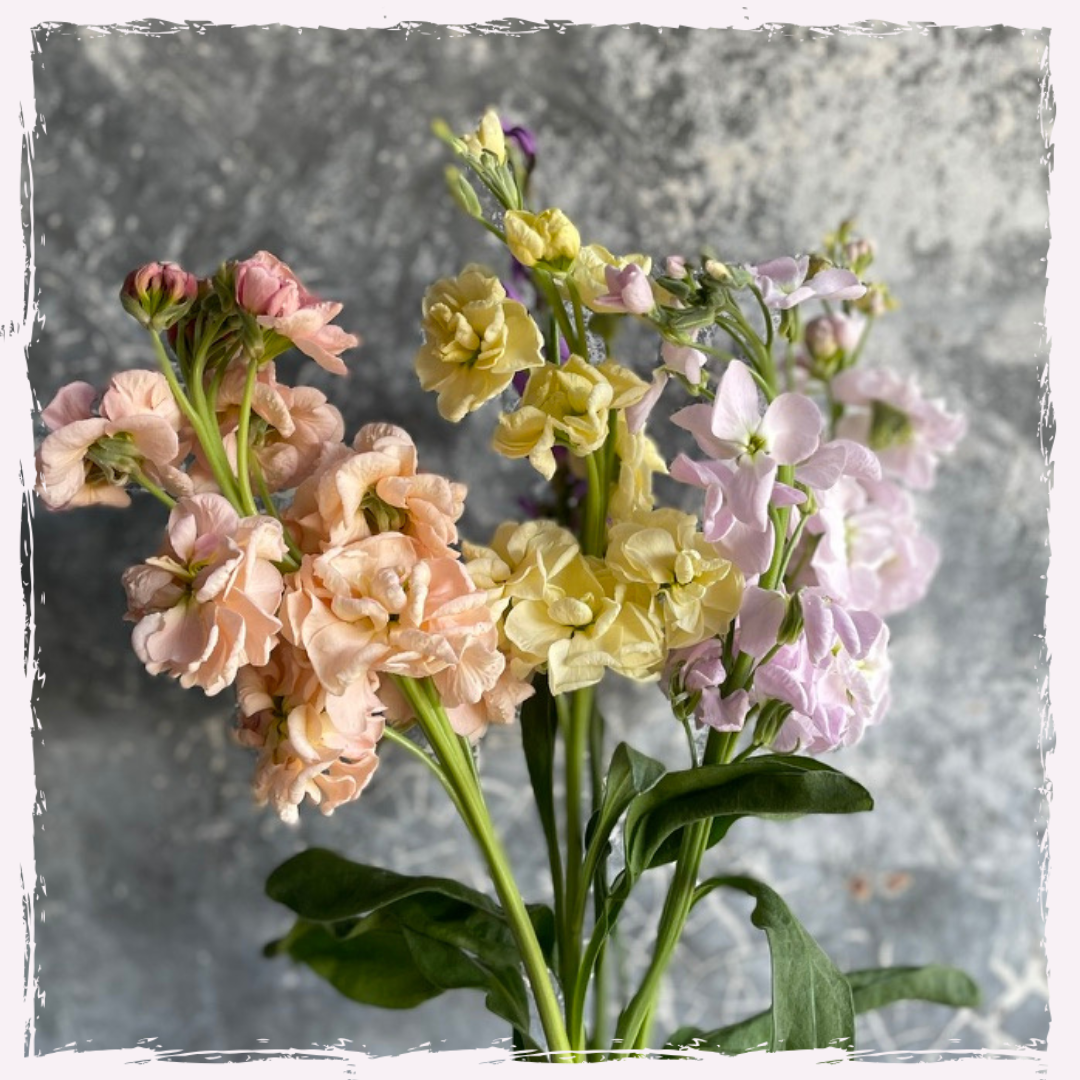 Matthiola incana (stocks)