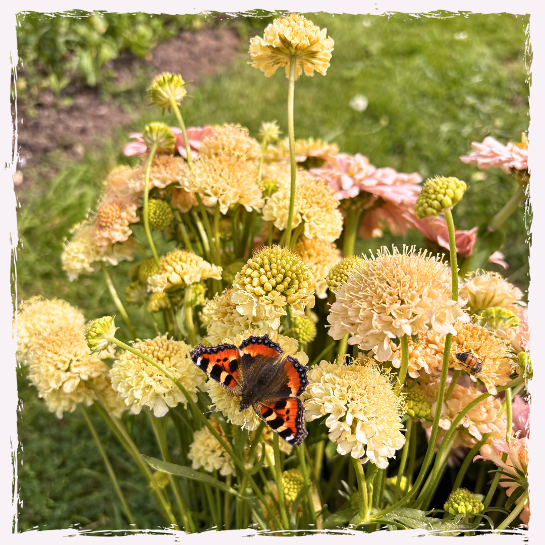 Scabiosa (scabious)