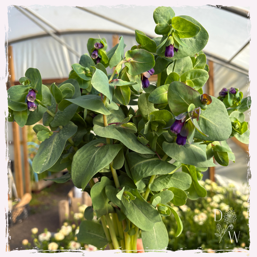 Cerinthe