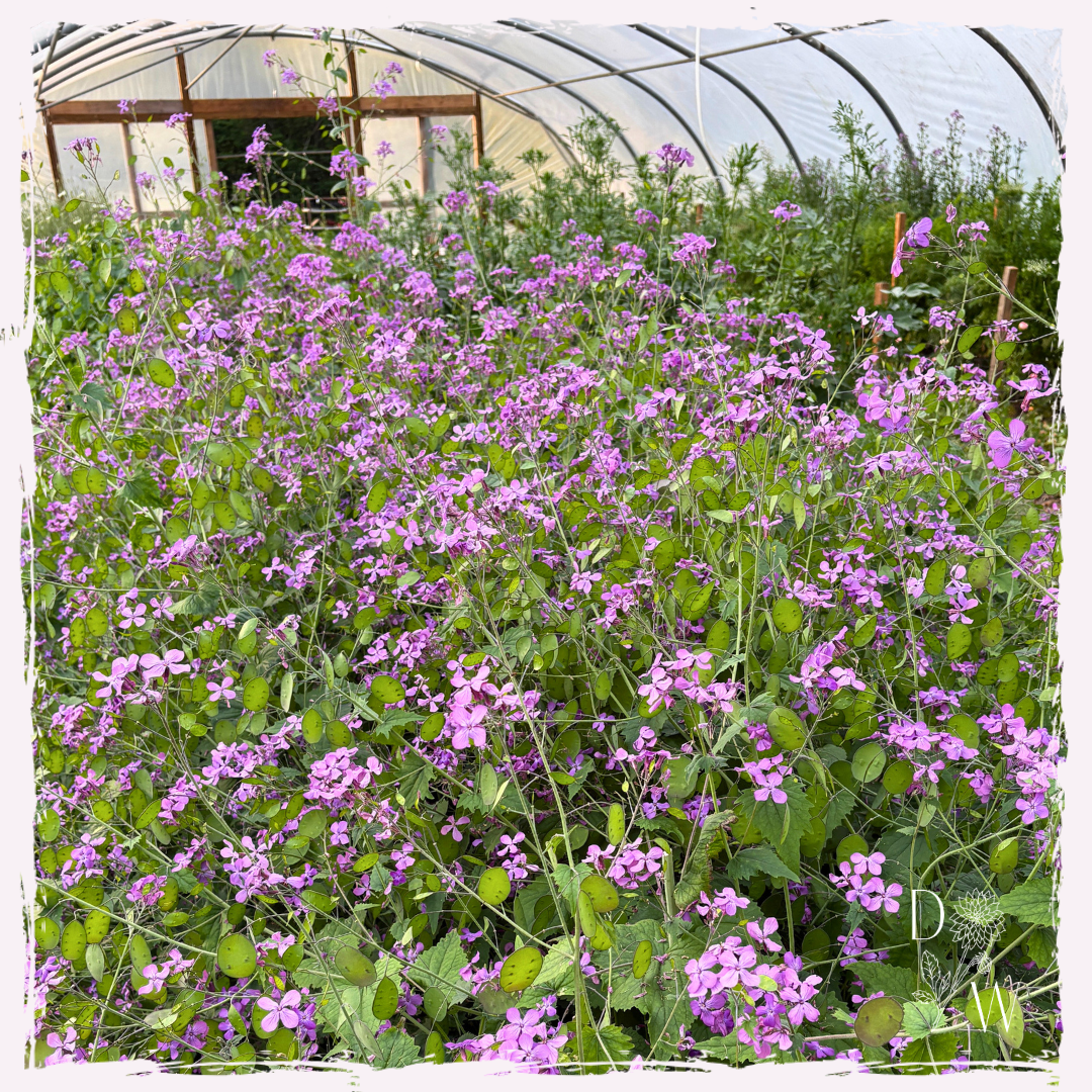 Lunaria annua (Honesty)