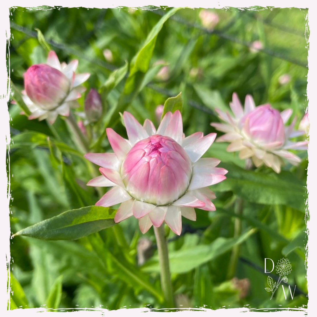 Strawflower plug plants Helichrysum mail order