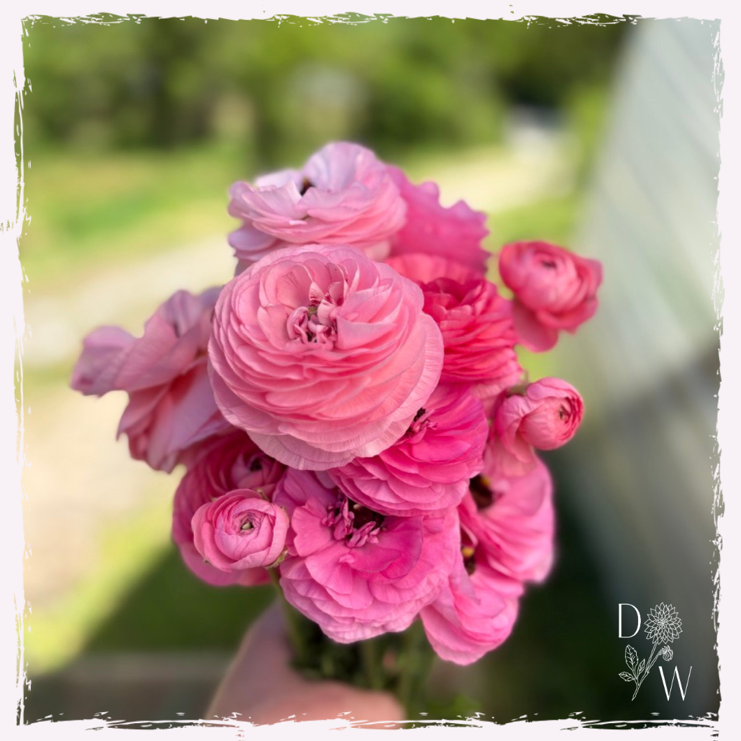 Ranunculus