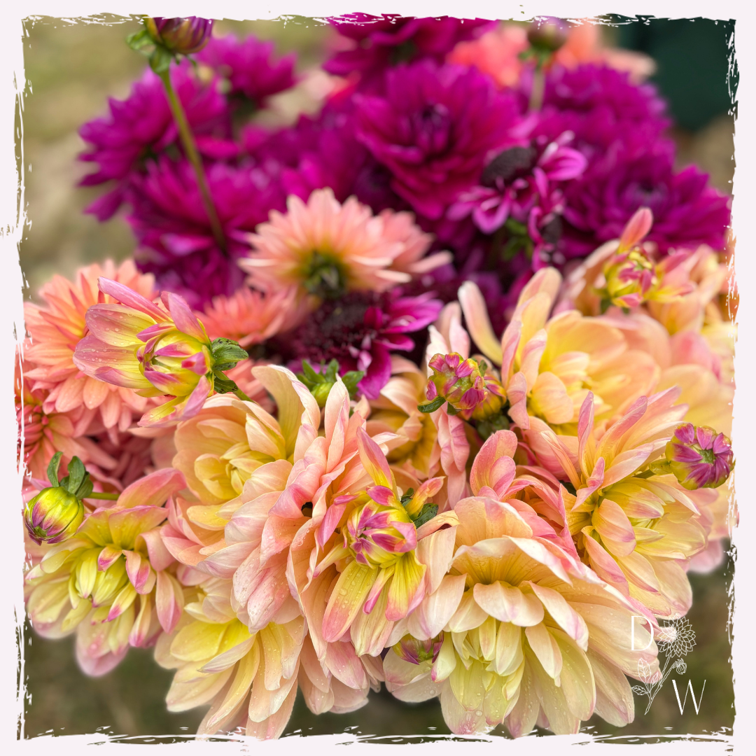 Dahlias seasonal summer flowers Wales