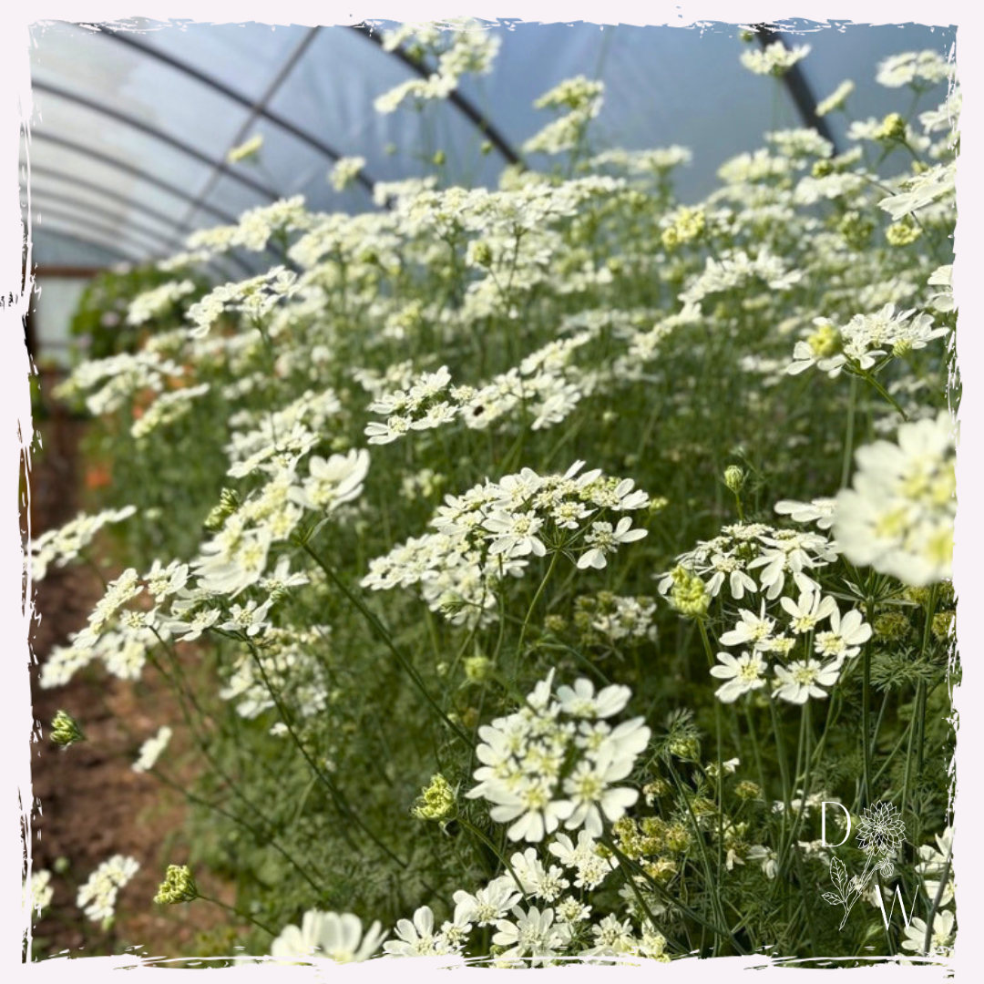 Orlaya seed Welsh grown UK delivery