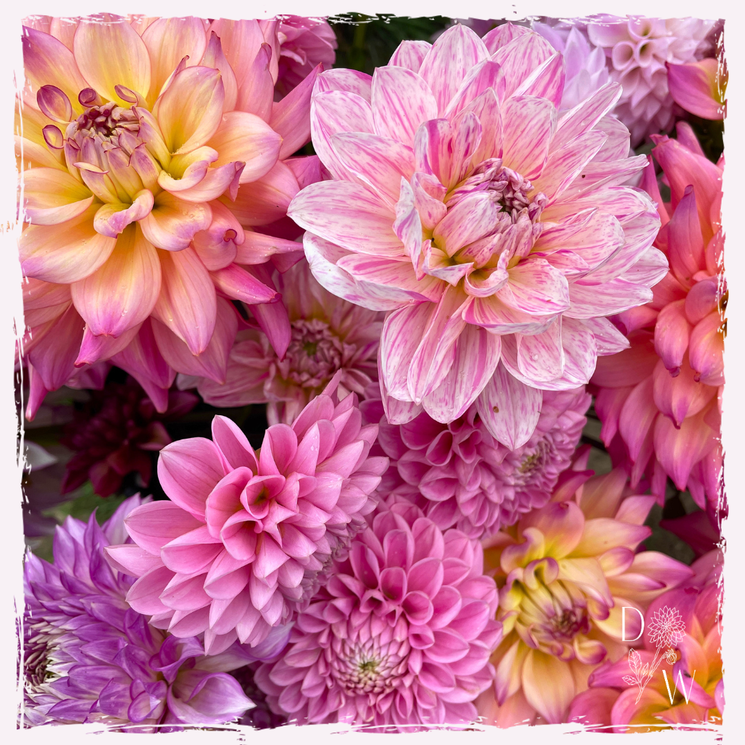 Dahlias