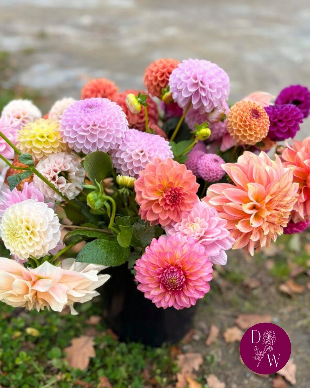 Life on the farm recently...
1π» Harvesting dahlias for our final October weddings
2π» Foraging bracken to form the base of the wreaths at our autumn wreath workshop 
3π» Ellie has been busy collecting seeds to sow in 2026
4-5π» The very last of our