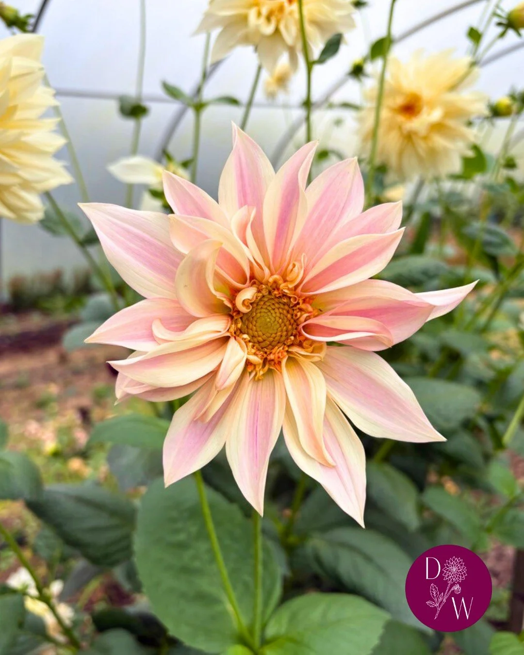 Life on the farm is looking a bit less flowery in November...
1 ✨...with the notable exception of a few inside dahlias - this Cafe Au Lait has some interesting colour and shape mutations towards the end of the season. We're quite taken with the harle