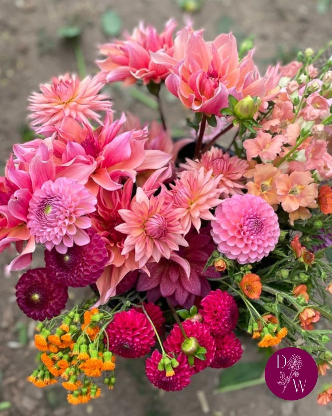 Calling local florists! We specialise in curating mixed wholesale buckets from April to October 😍 You provide the colour palette and we'll work our magic🪄 to produce the best blooms.

Sign up to our Wholesale list now via our website (link in bio) 