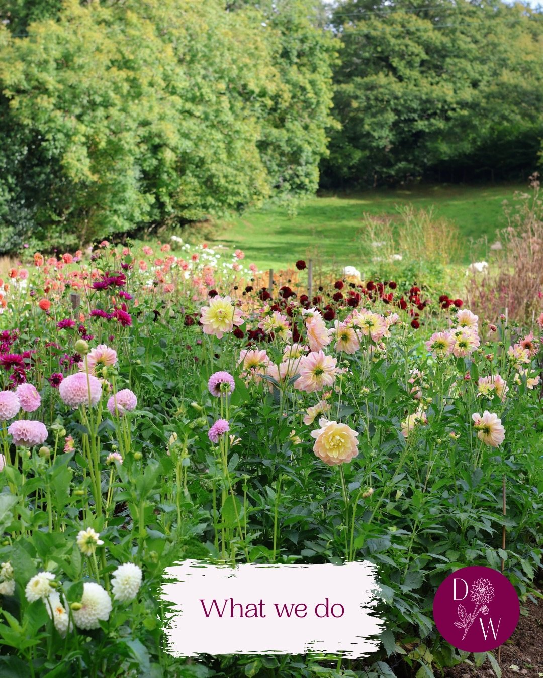 This is us, in a nut shell! We share more information, behind the scenes action and exclusive offers to our newsletter community, so that&rsquo;s the best place to be if you&rsquo;d like to be the first to hear about upcoming events, and flower avail