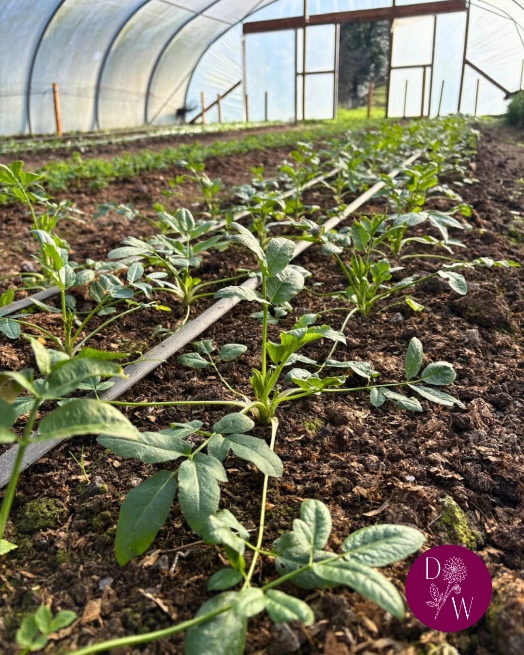 Life on the farm in February...

1🌷 Waiting in the wings, these are Ammi Majus an abundant frothy flower that our florists LOVE
2🌷Our first anemone flower has come through - and isn't she a beaut! 😍
3 &amp; 4🌷 It's been pretty grey and soggy here