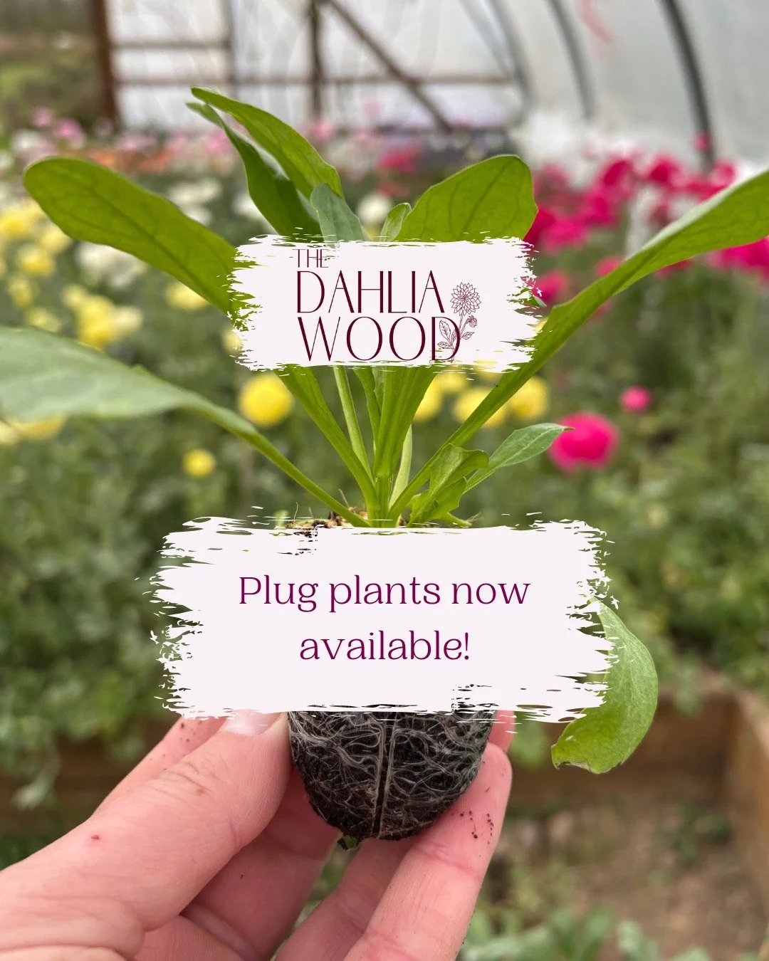 Our summer plugs are now ready to go! 🥳🌱💕 First up we have lavatera, corncockle, statice, thlaspi, snapdragons, strawflowers or malope. All favourites of ours to grow. We'll be releasing new varieties over the next few weeks and the best way to st