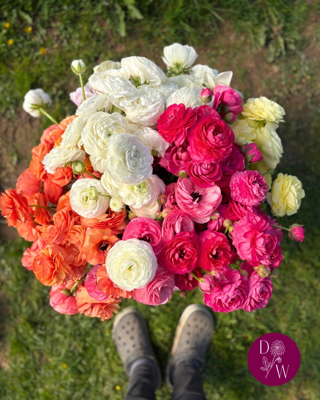 Our favourite flower this month is ranunculus! We love their scrumptious floofiness, and with so many varieties available now there's a ranunc for everyone.

Also highly commended this April - butterfly ranunculus, iceland poppies, and cerinthe has b