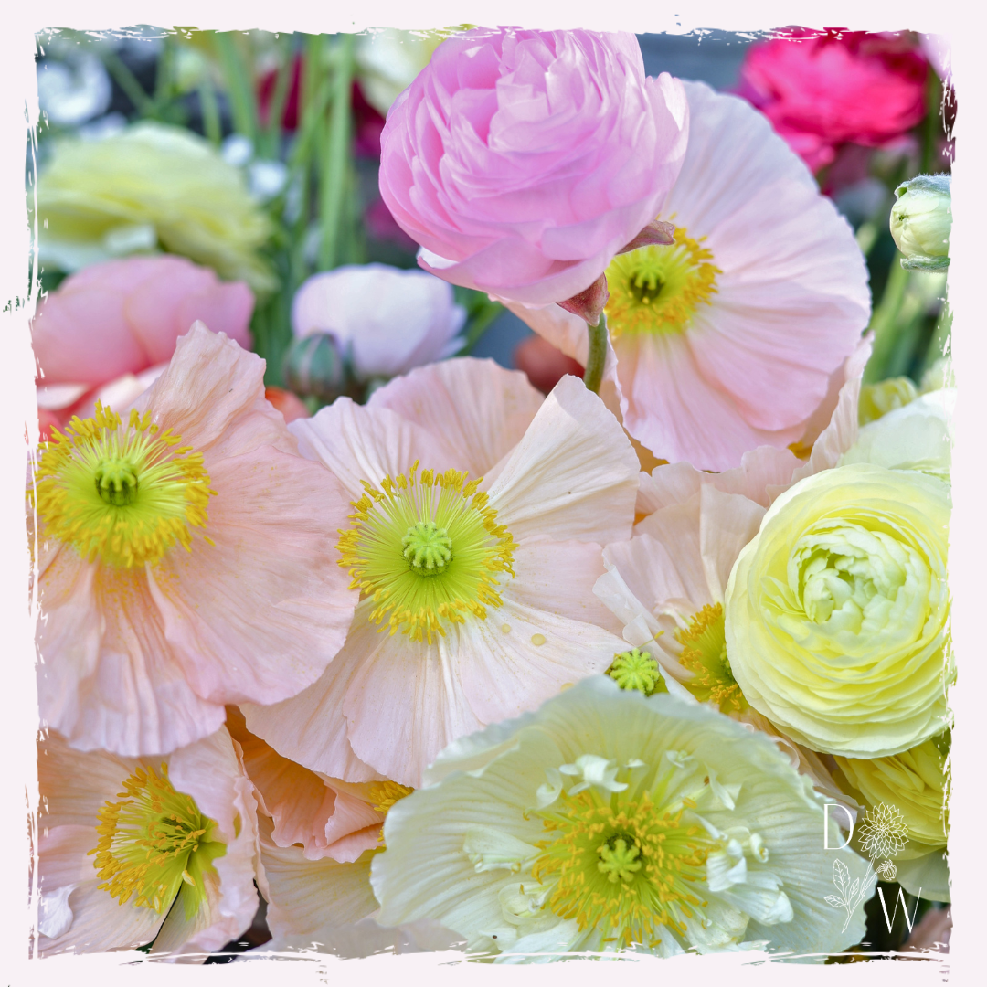 Iceland poppies grown by The Dahlia Wood