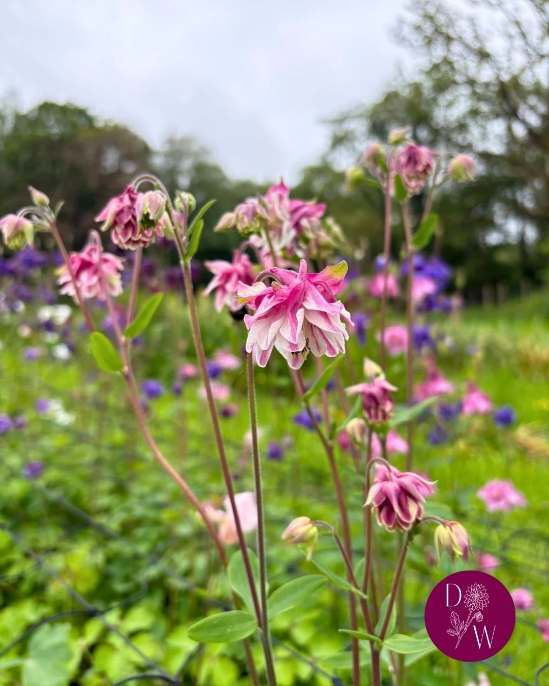 This one goes out to an unsung hero - aquilegia. Is she as showy as some of the other Spring flowers? No, but just look at those delicate flower heads dancing in the breeze... and have you SEEN that stem length?! 🤩

The Dahlia Wood | Slow grown, sea