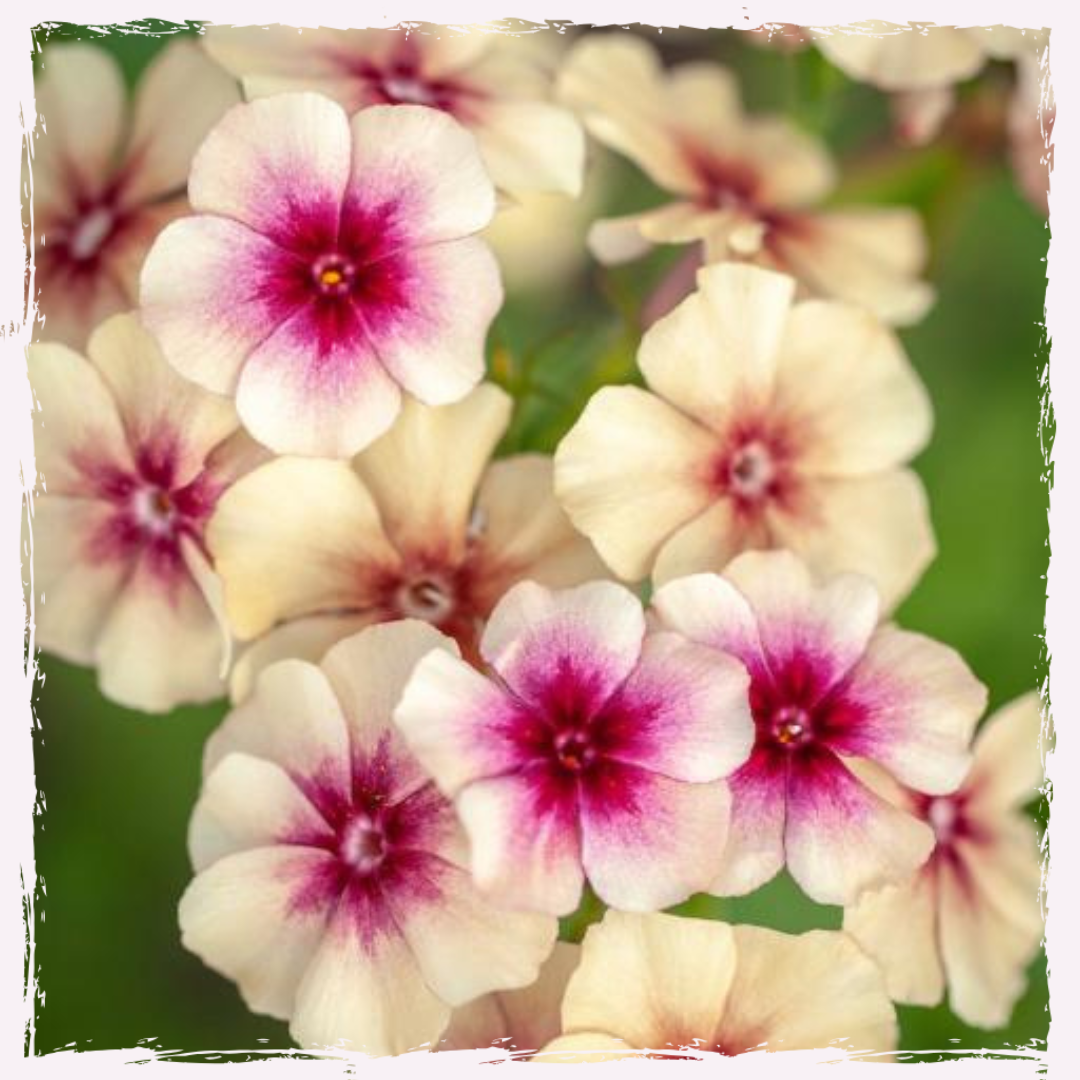 UK grown plug plants Phlox Cherry Caramel