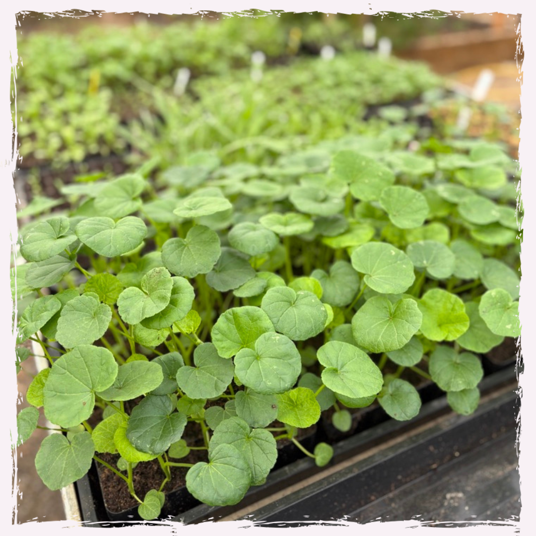 Plug plants for sale UK Lavatera