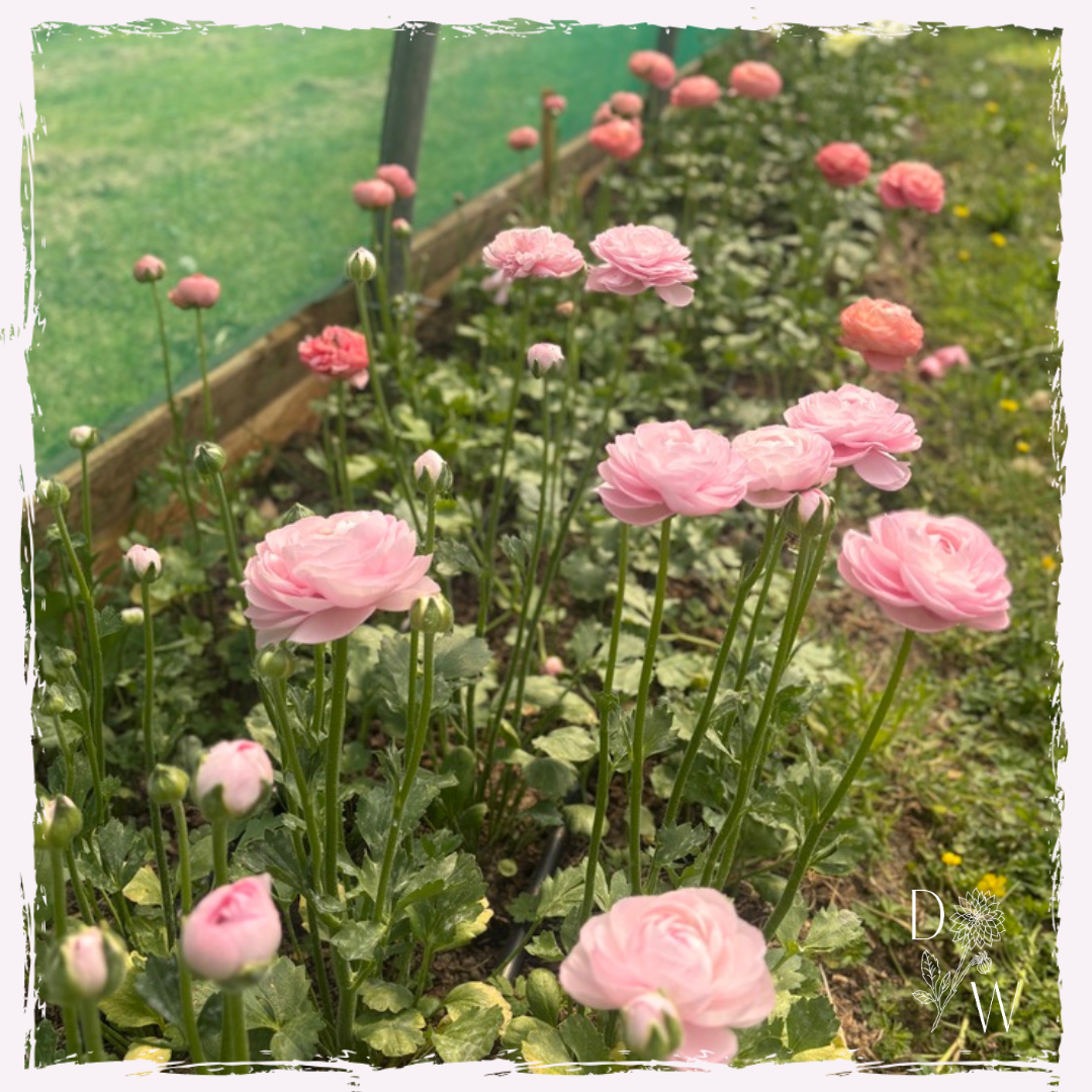 Ranuncs for plug, website.png