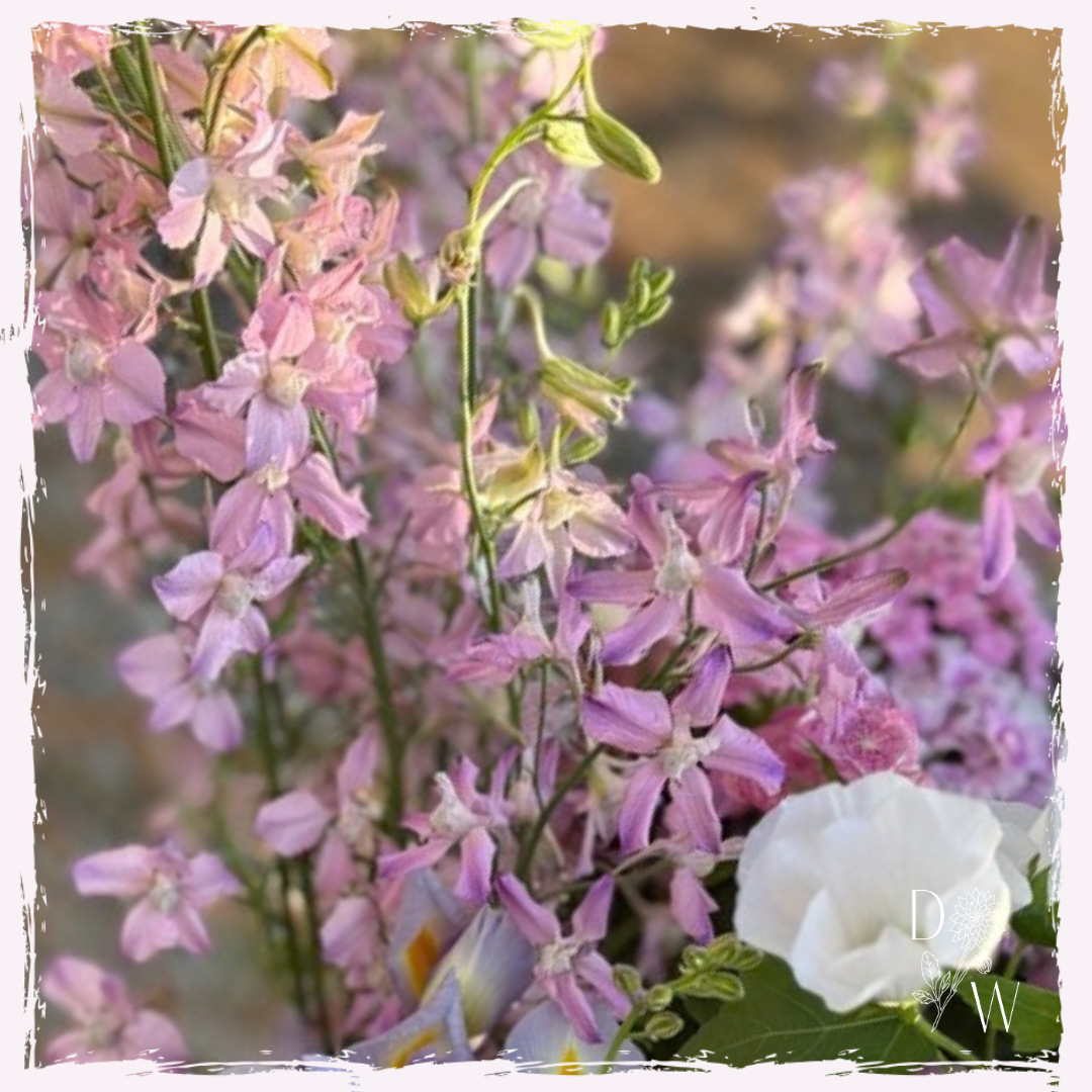 Larkspur seeds UK delivery