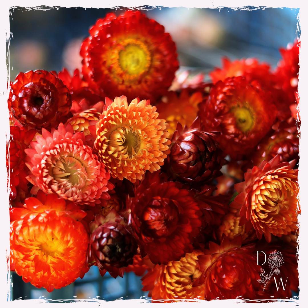 Strawflower plug plants (3 pack)