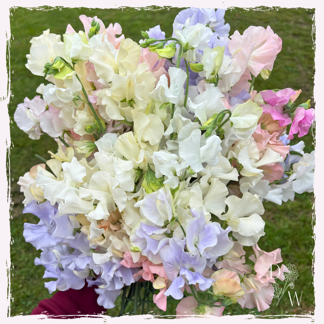 Lathyrus odoratus (sweet pea)