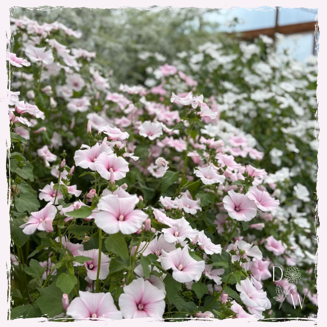Lavatera dwarf pink blush plug plants uk delivery