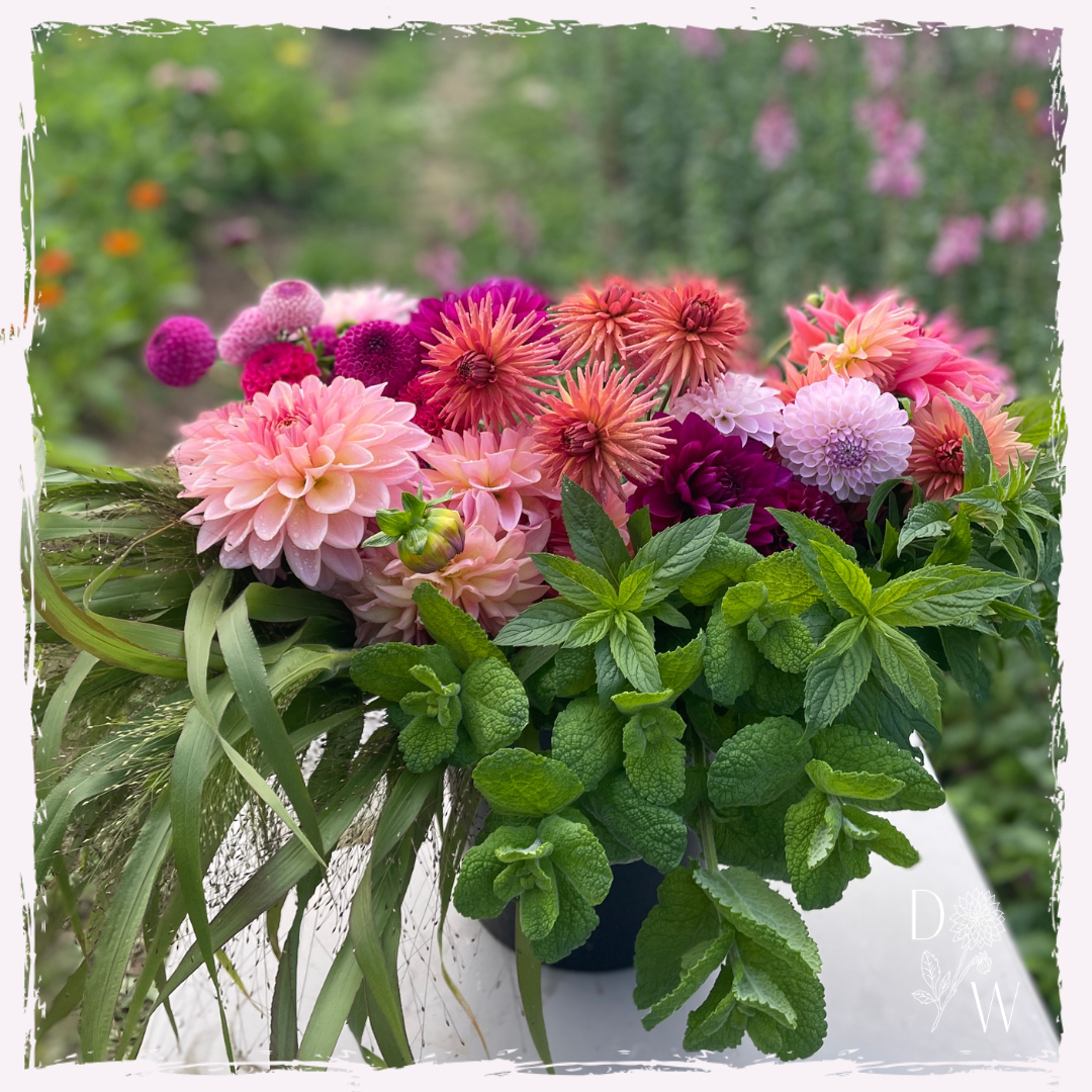 Dahlias, panicum and mint Autumn seasonal Welsh flowers