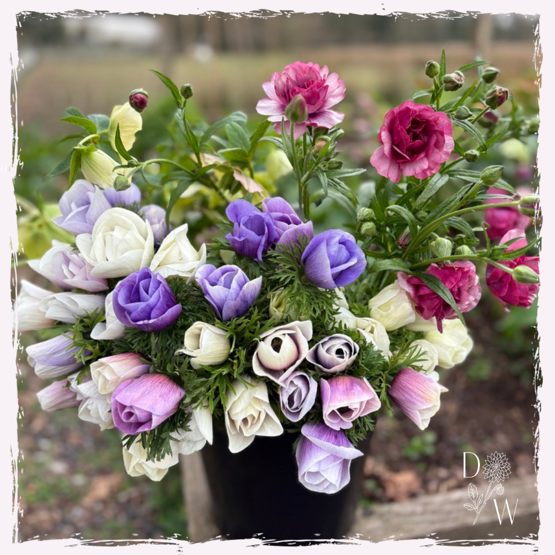 Anemones and butterfly ranunculus
