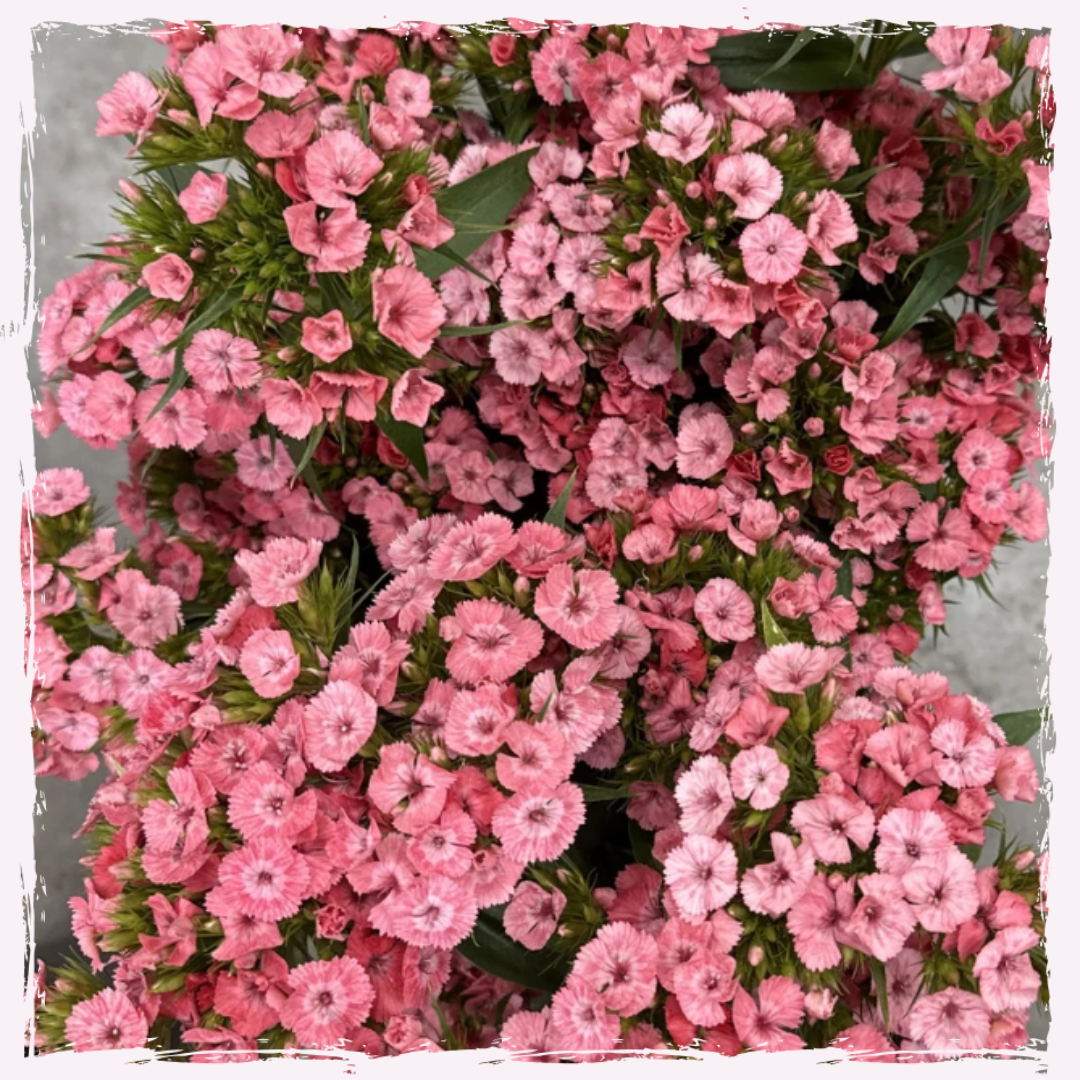 Sweet william dianthus barbatus barcelona pink