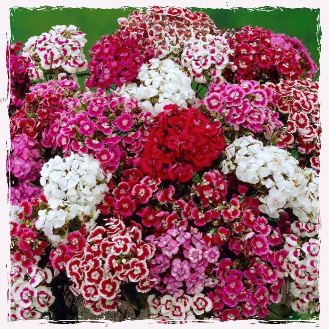 Sweet william dianthus barbatus super double mix