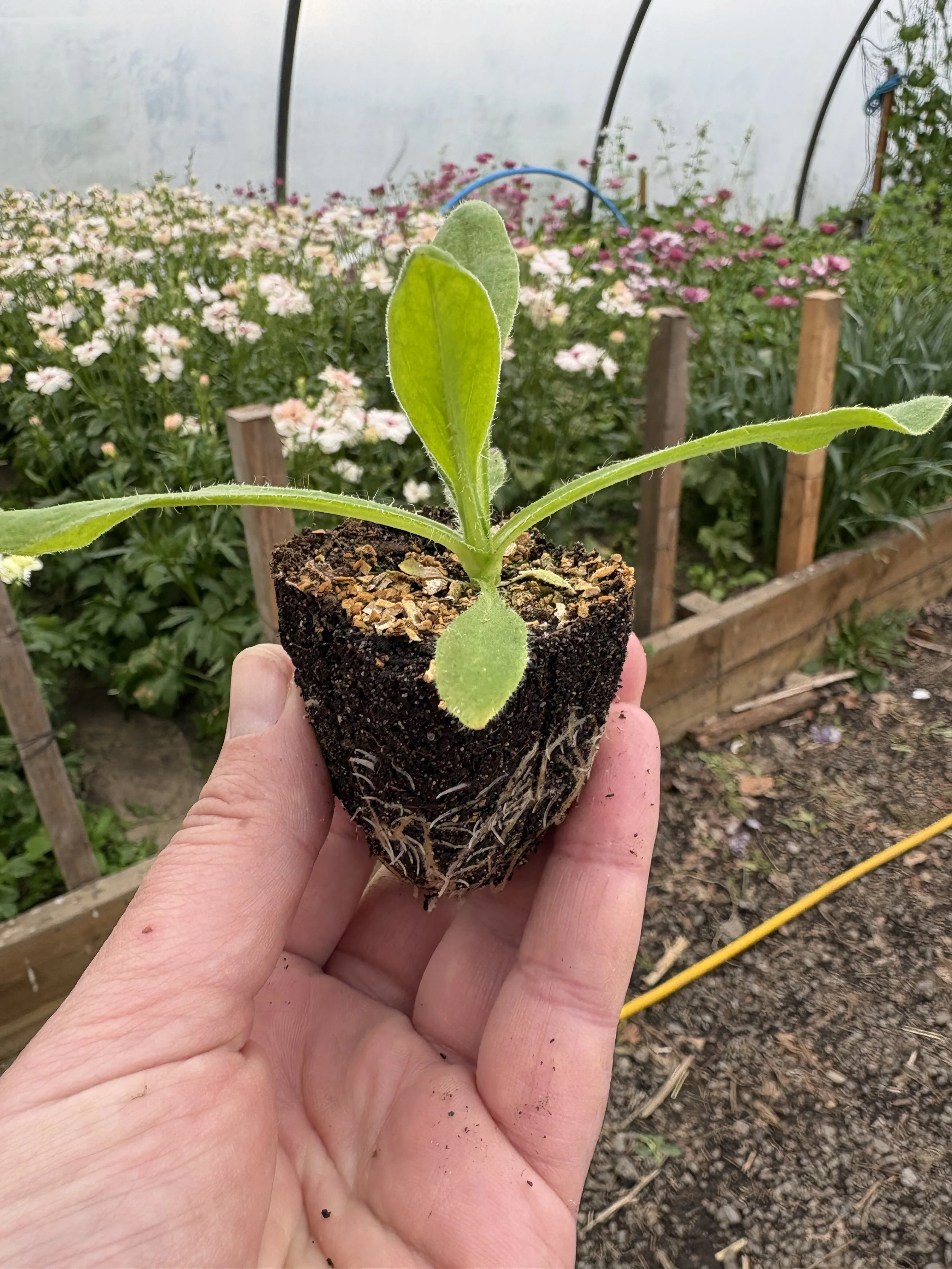 Plug plants UK delivery