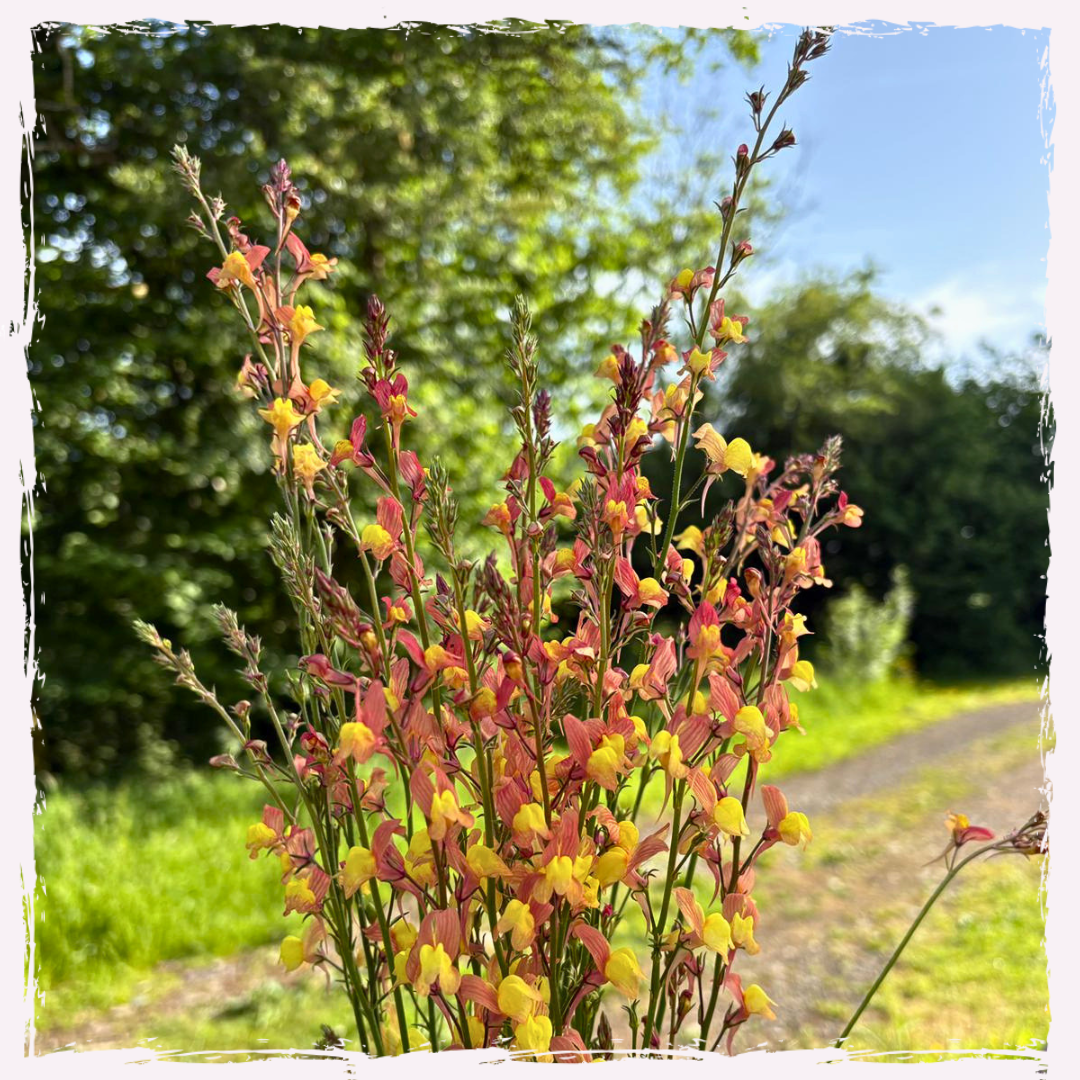 Linaria