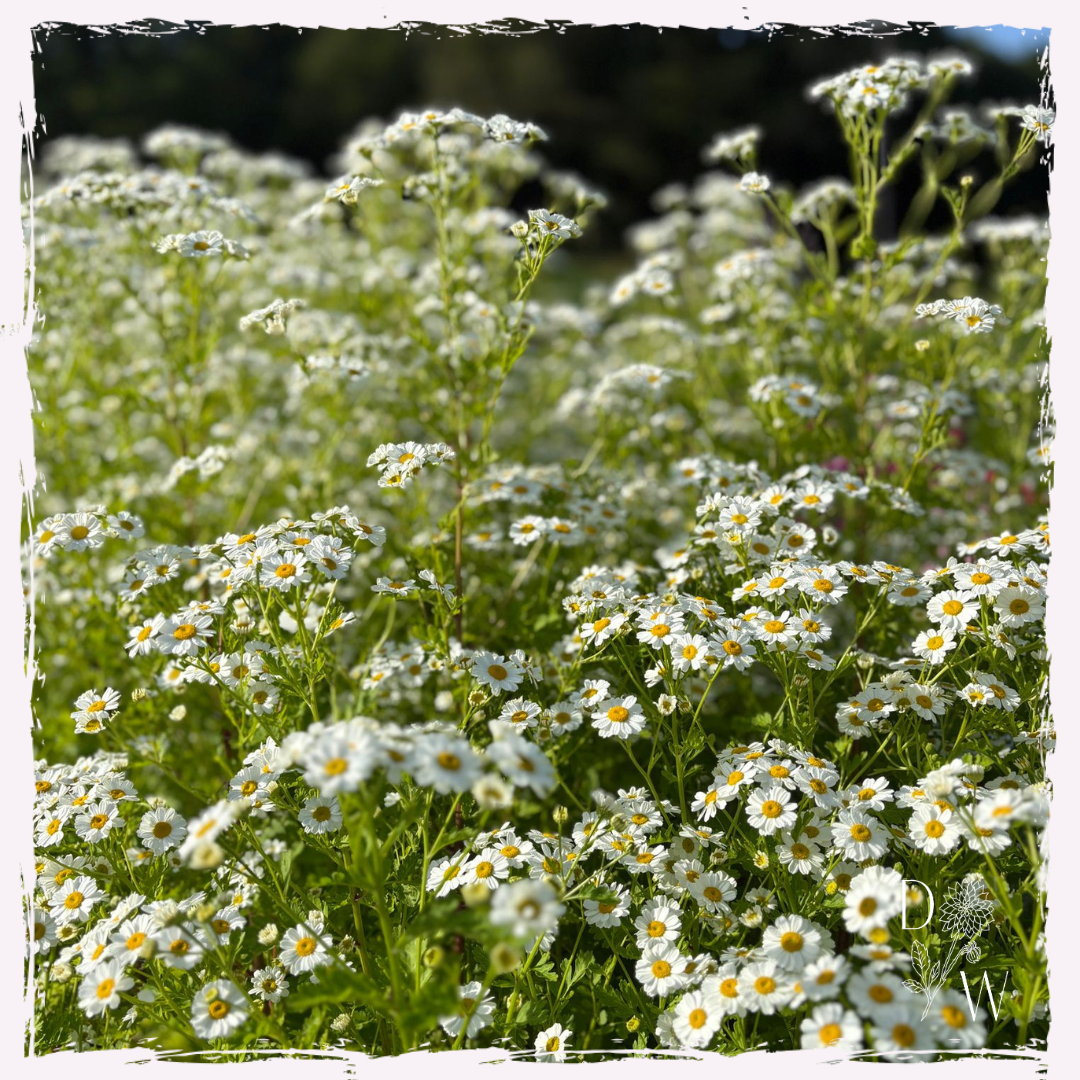 Feverfew
