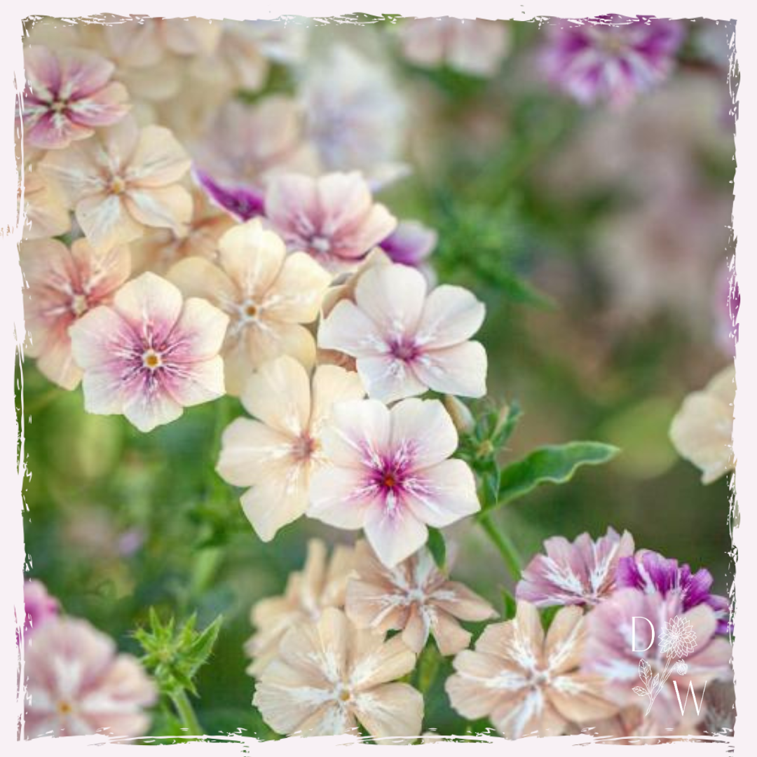 Phlox plug plants (3 pack)