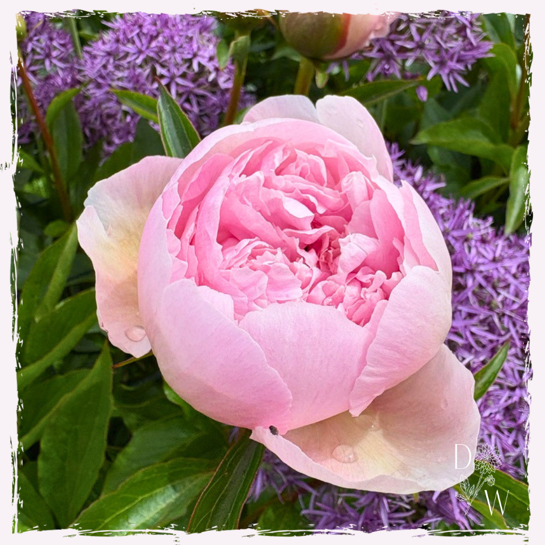Paeonia (peony)