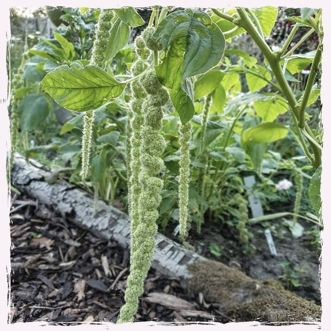 Amaranth plug plants mail order 'green trailing'