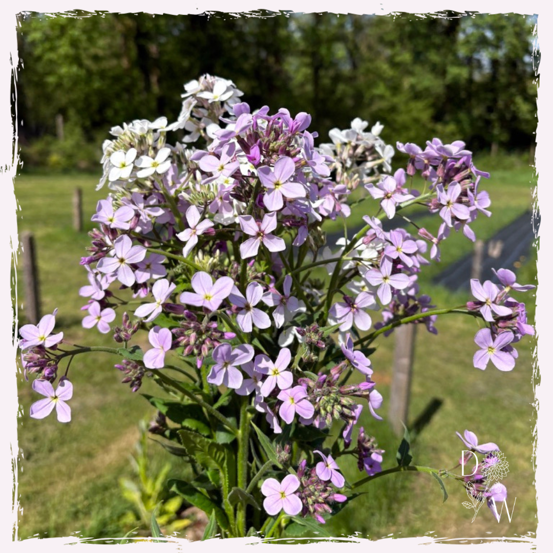 Hesperis matronalis (sweet rocket)
