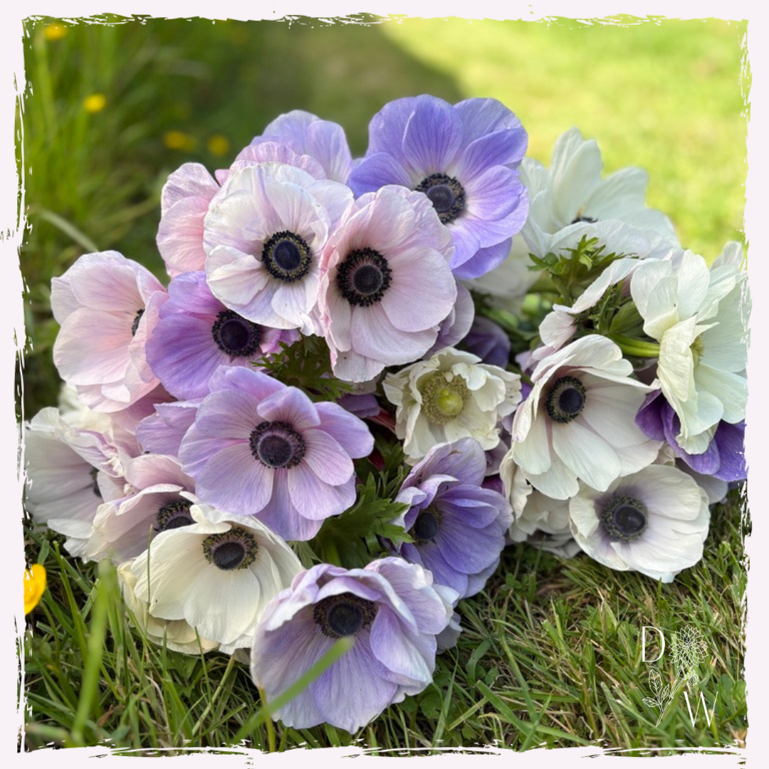 Anemone