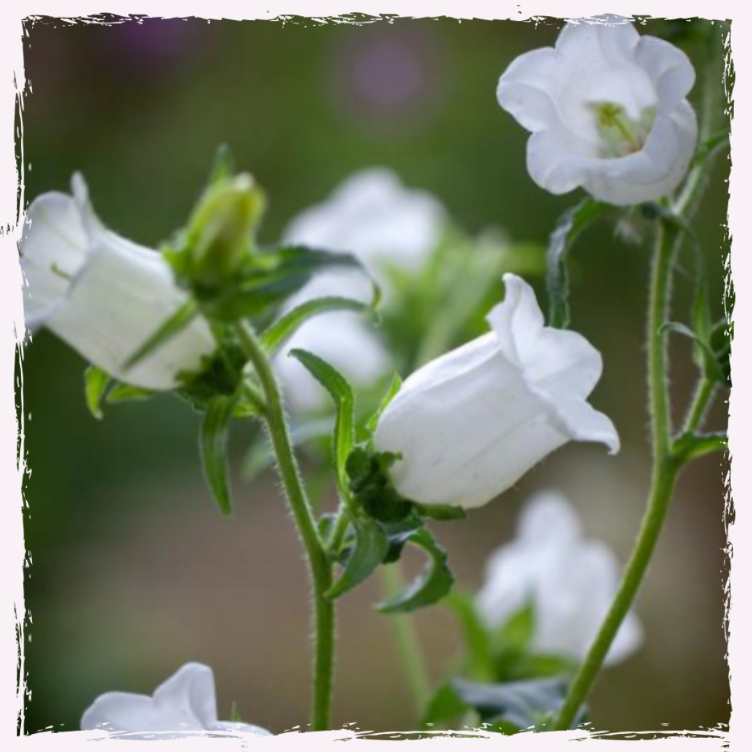 Campanula canterbury bells white plug plants