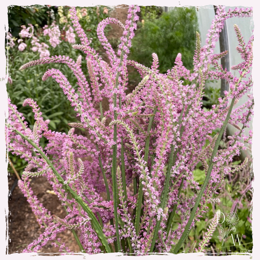 Statice pink pokers baby plants available to buy