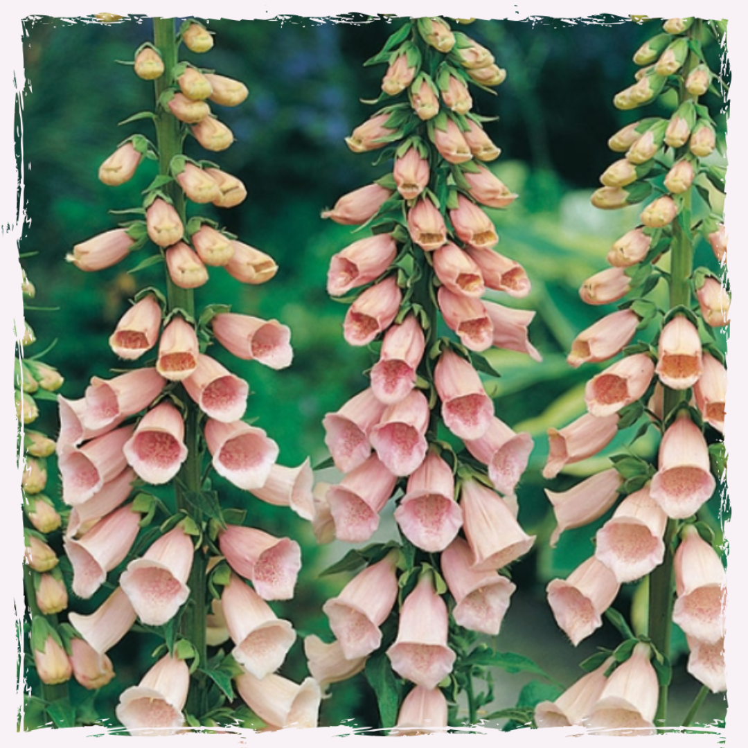 Foxglove digitalis sutton's apricot plug plants for UK delivery