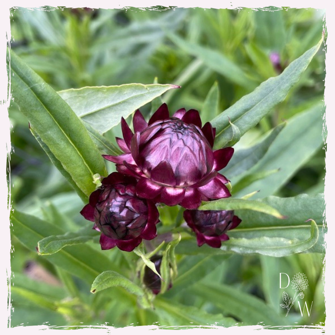 Bright rose Helichrysum plug plants UK