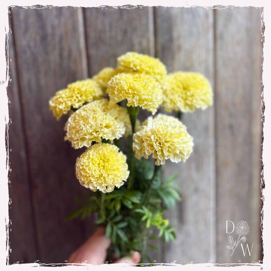 Tagetes